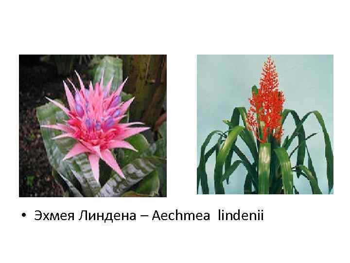  • Эхмея Линдена – Aechmea lindenii 