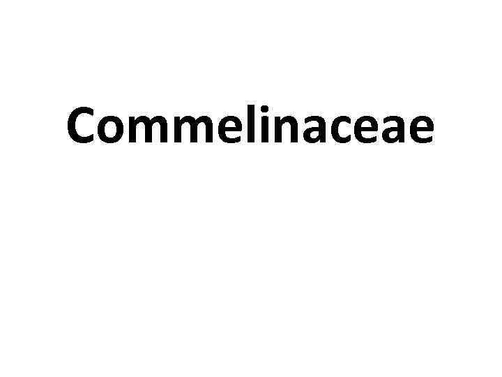 Commelinaceae 