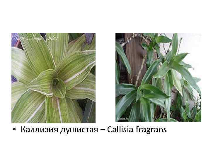  • Каллизия душистая – Callisia fragrans 