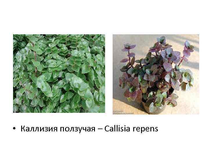  • Каллизия ползучая – Callisia repens 