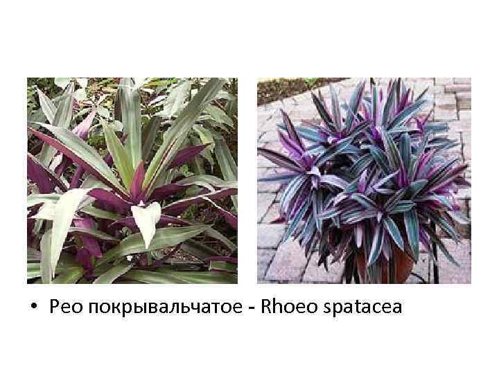  • Рео покрывальчатое - Rhoeo spatacea 