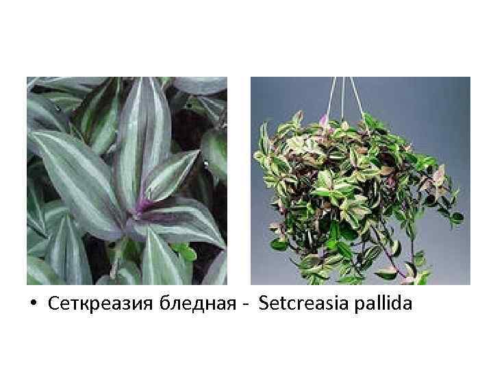  • Сеткреазия бледная - Setcreasia pallida 