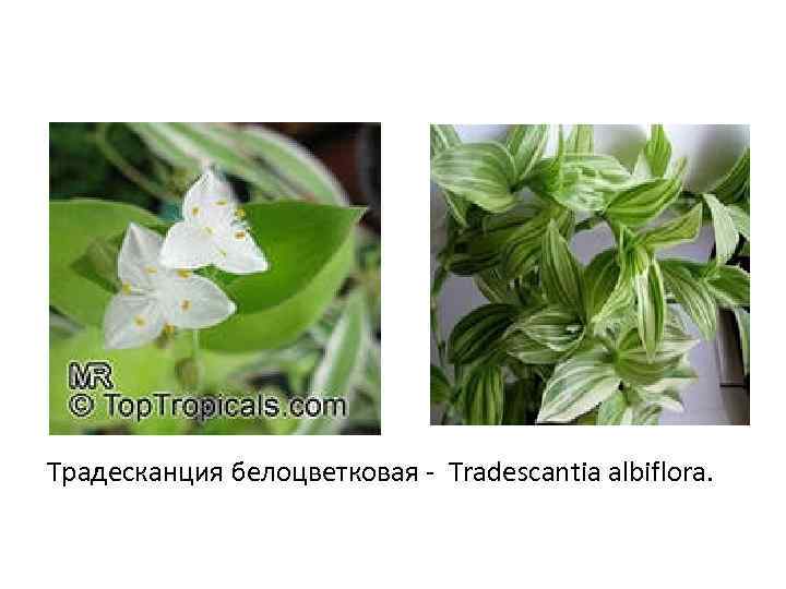 Традесканция белоцветковая - Tradescantia albiflora. 