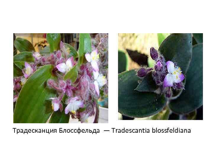 Традесканция Блоссфельда — Tradescantia blossfeldiana 