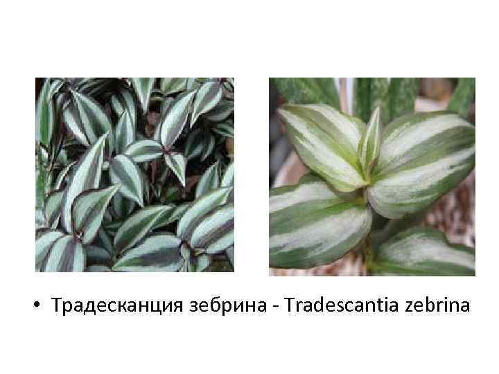  • Традесканция зебрина - Tradescantia zebrina 