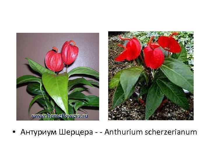  • Антуриум Шерцера - - Anthurium scherzerianum 