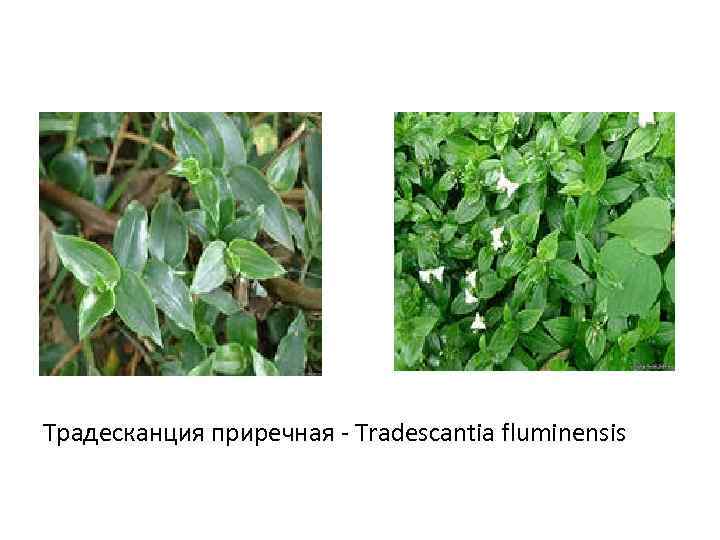 Традесканция приречная - Tradescantia fluminensis 