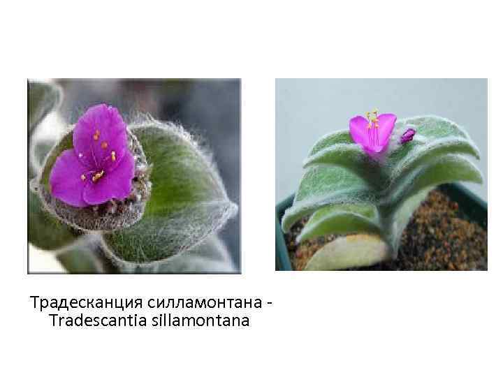 Традесканция силламонтана - Tradescantia sillamontana 