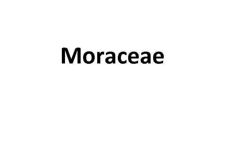 Moraceae 