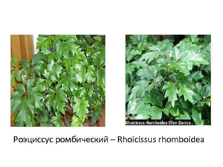 Роэциссус ромбический – Rhoicissus rhomboidea 