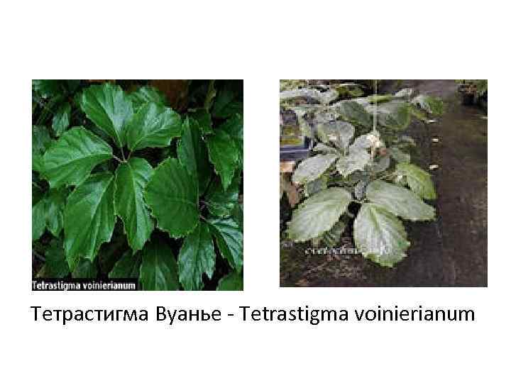 Тетрастигма Вуанье - Tetrastigma voinierianum 