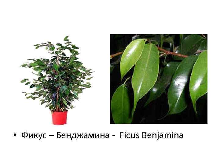  • Фикус – Бенджамина - Ficus Benjamina 