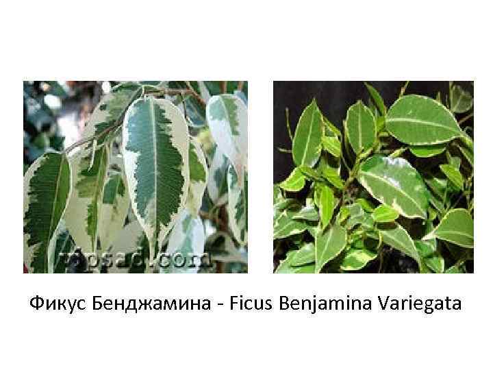 Фикус Бенджамина - Ficus Benjamina Variegata 