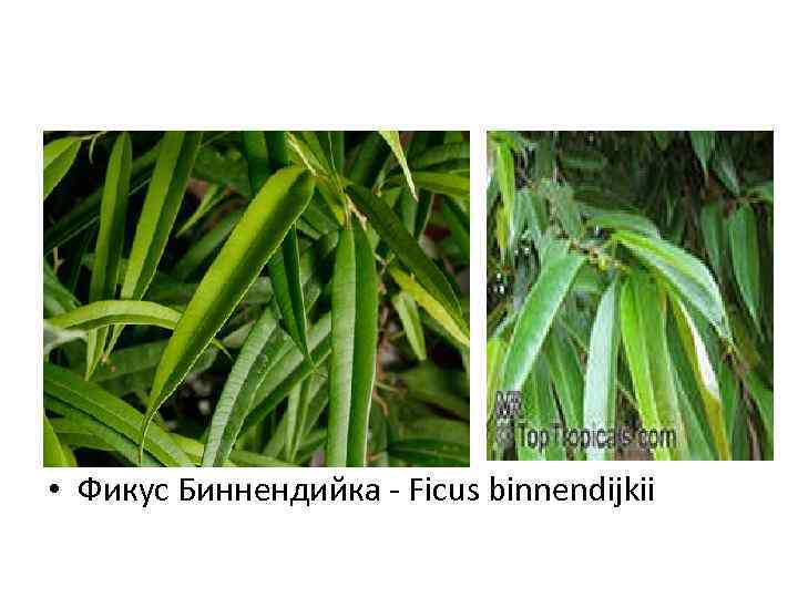  • Фикус Биннендийка - Ficus binnendijkii 