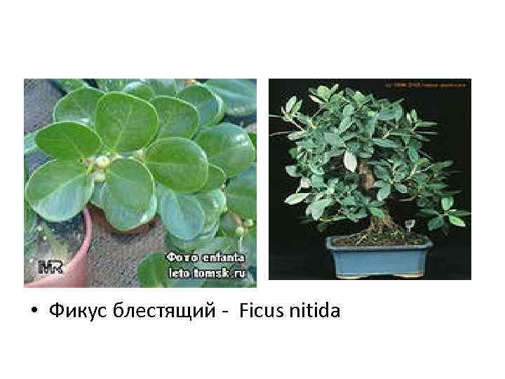  • Фикус блестящий - Ficus nitida 