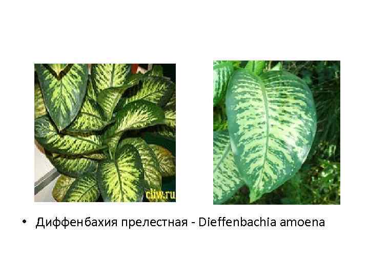  • Диффенбахия прелестная - Dieffenbachia amoena 