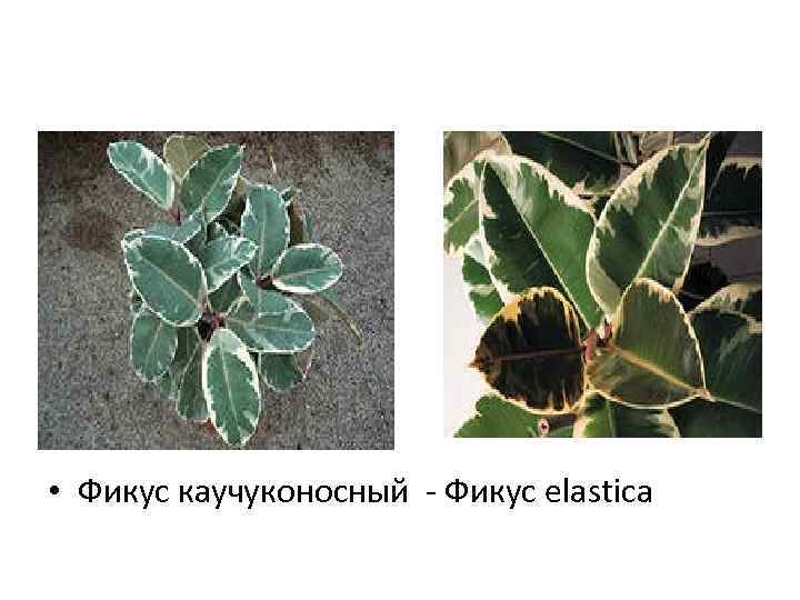  • Фикус каучуконосный - Фикус elastica 