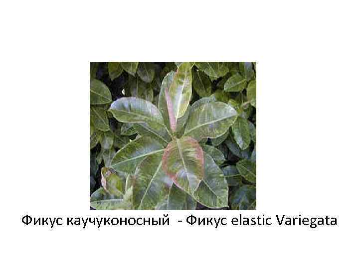 Фикус каучуконосный - Фикус elastic Variegata 