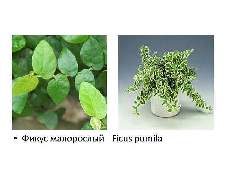  • Фикус малорослый - Ficus pumila 