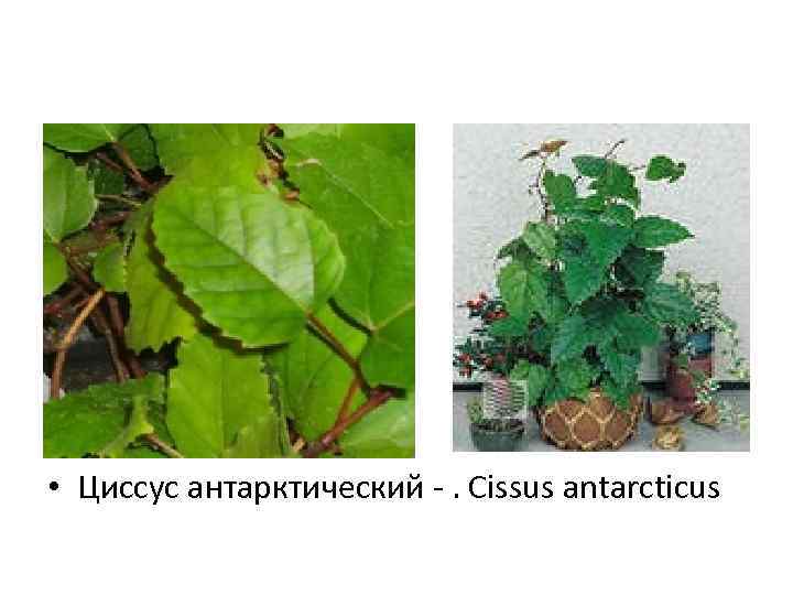  • Циссус антарктический -. Cissus antarcticus 