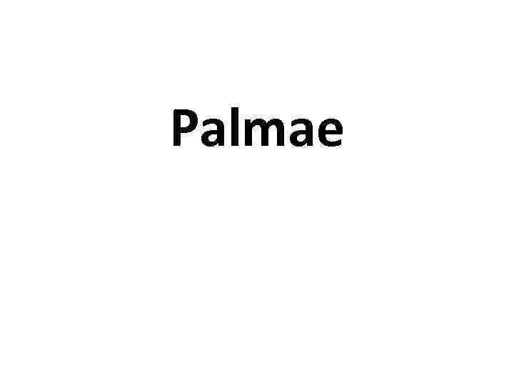 Palmae 