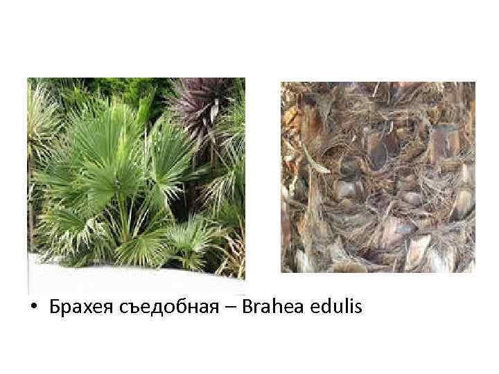  • Брахея съедобная – Brahea edulis 