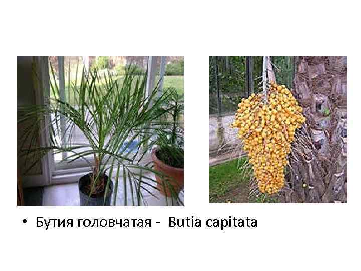  • Бутия головчатая - Butia capitata 