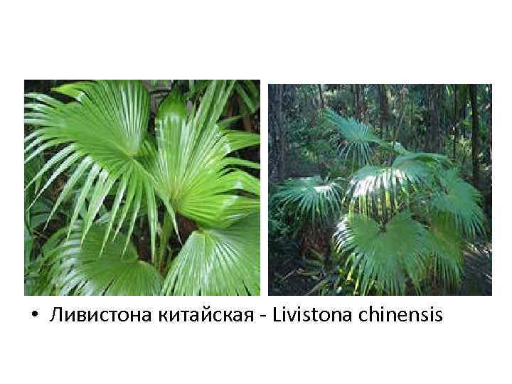  • Ливистона китайская - Livistona chinensis 