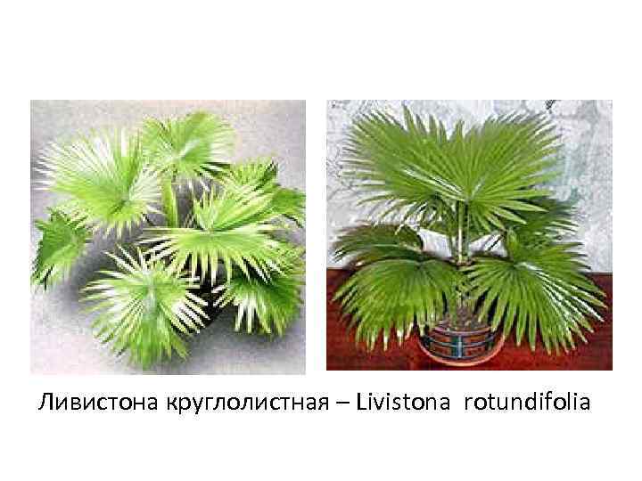 Ливистона круглолистная – Livistona rotundifolia 