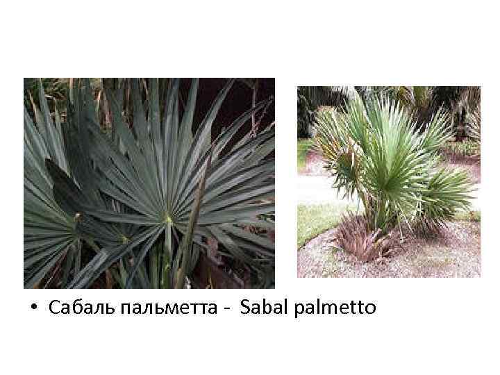  • Сабаль пальметта - Sabal palmetto 