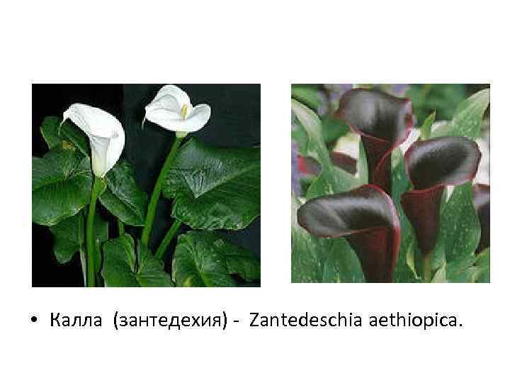  • Калла (зантедехия) - Zantedeschia aethiopica. 