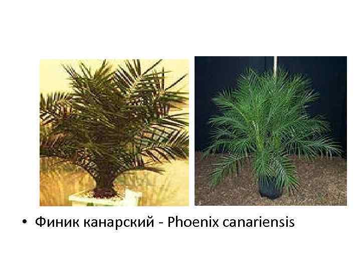  • Финик канарский - Phoenix canariensis 