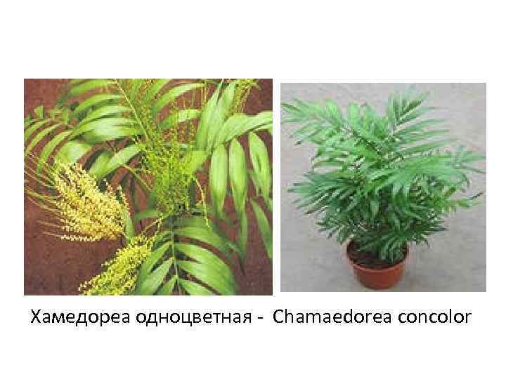 Хамедореа одноцветная - Chamaedorea concolor 