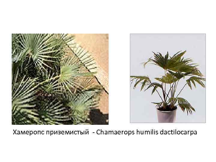 Хамеропс приземистый - Chamaerops humilis dactilocarpa 