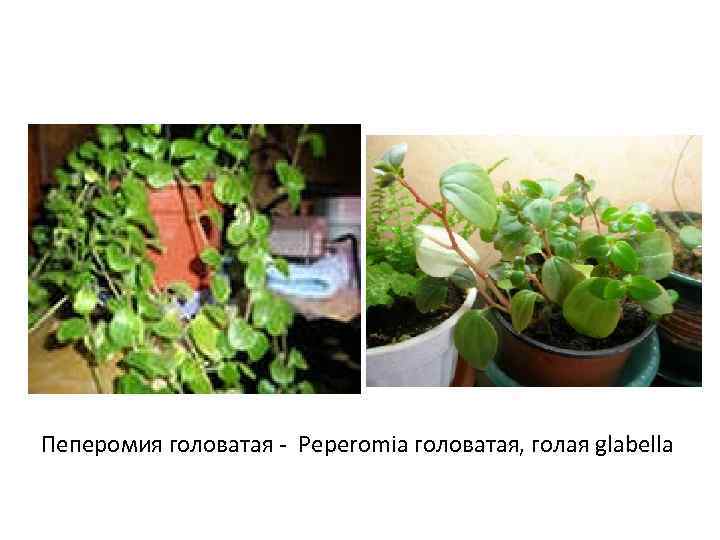 Пеперомия головатая - Peperomia головатая, голая glabella 