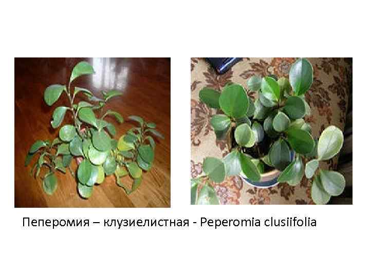 Пеперомия – клузиелистная - Peperomia clusiifolia 