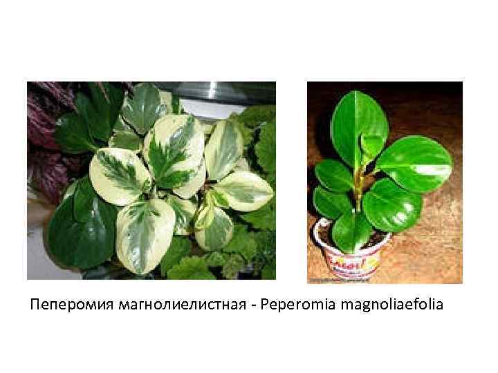 Пеперомия магнолиелистная - Peperomia magnoliaefolia 