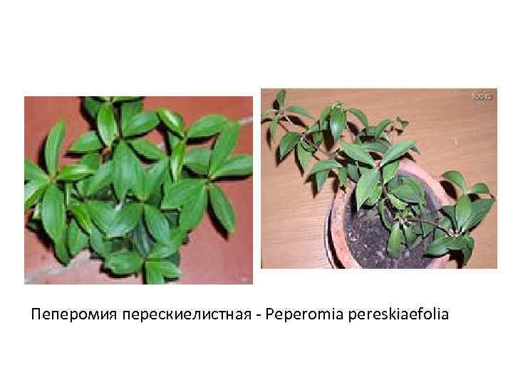 Пеперомия перескиелистная - Peperomia pereskiaefolia 