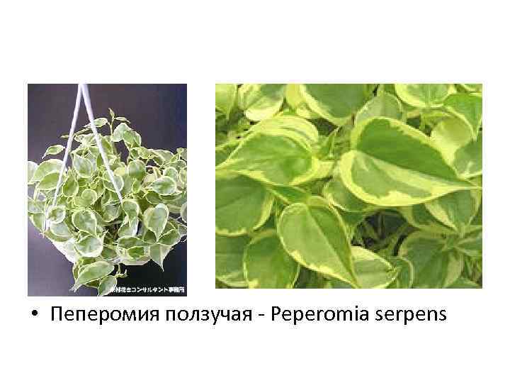  • Пеперомия ползучая - Peperomia serpens 