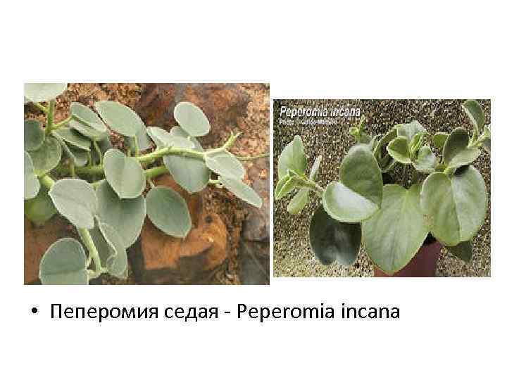  • Пеперомия седая - Peperomia incana 