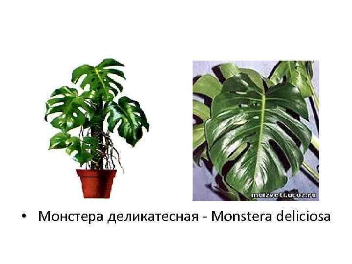  • Монстера деликатесная - Monstera deliciosa 