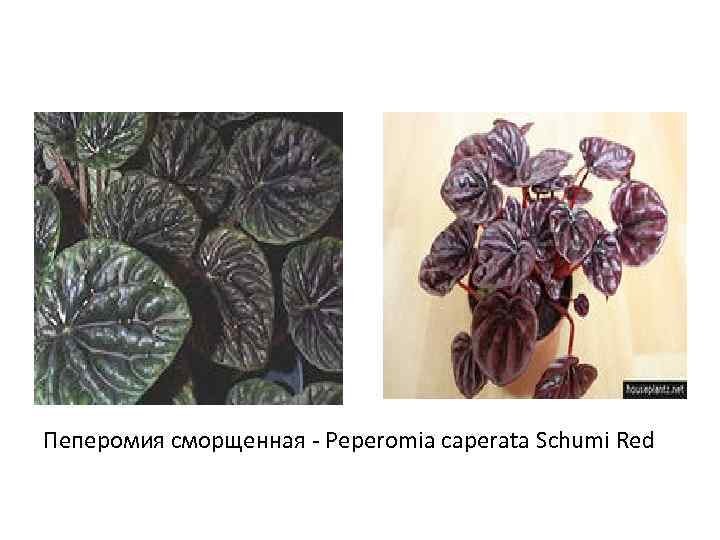 Пеперомия сморщенная - Peperomia caperata Schumi Red 