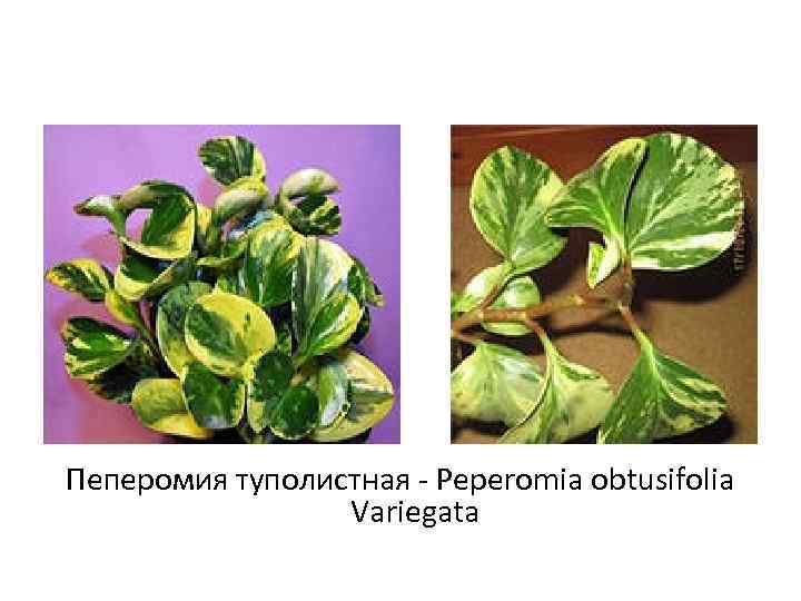 Пеперомия туполистная - Peperomia obtusifolia Variegata 