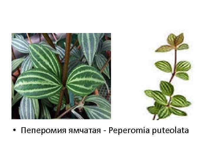  • Пеперомия ямчатая - Peperomia puteolata 