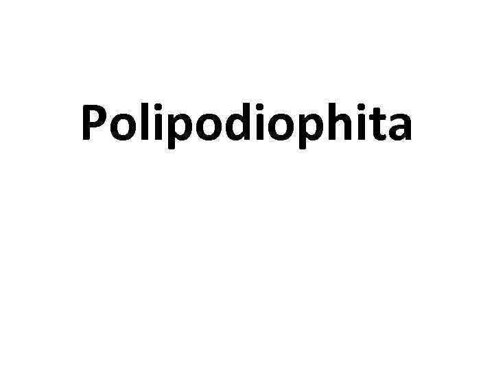 Polipodiophita 