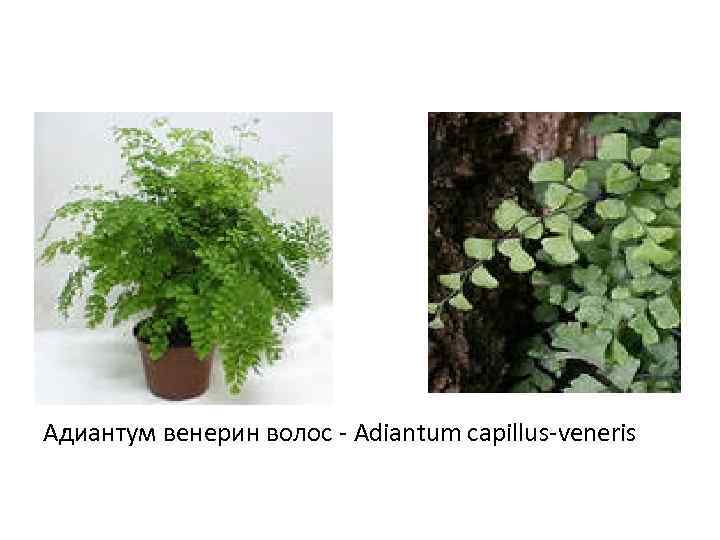 Адиантум венерин волос - Adiantum capillus-veneris 