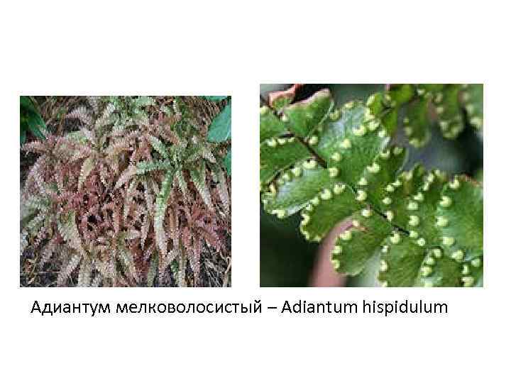 Адиантум мелковолосистый – Adiantum hispidulum 