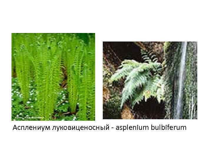 Асплениум луковиценосный - asplenium bulbiferum 