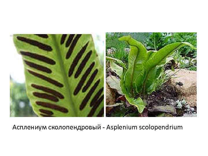 Асплениум сколопендровый - Asplenium scolopendrium 