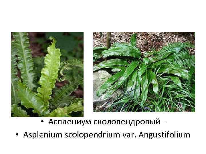  • Асплениум сколопендровый - • Asplenium scolopendrium var. Angustifolium 